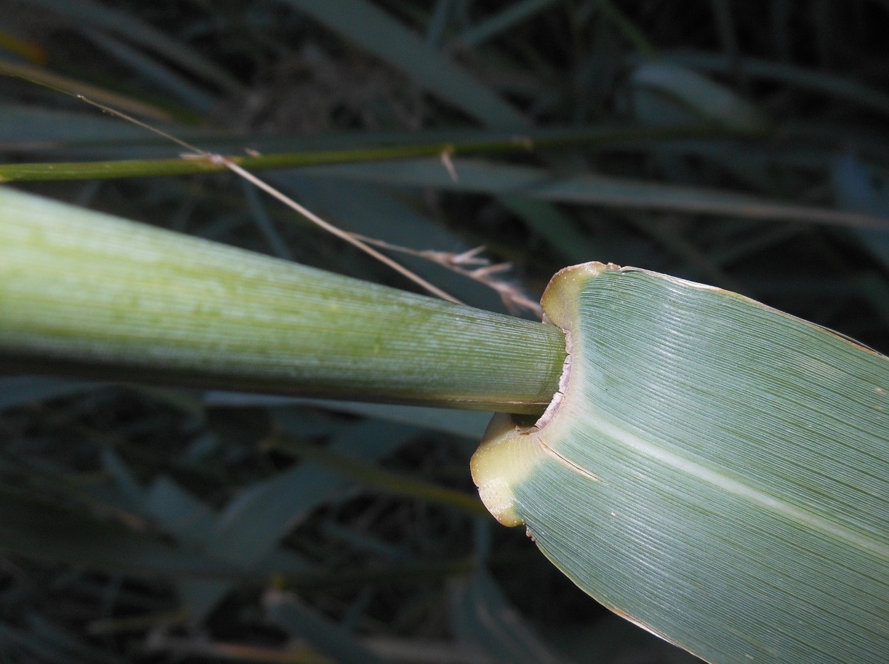 Arundo donaciformis (Loisel.) Hardion, Verlaque & B. Vila